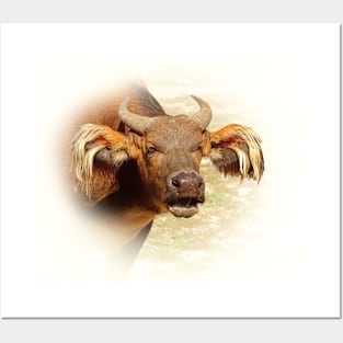 African forest buffalo Posters and Art